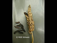 Abbildung 4: mit Mutterkorn befallenen Getreideähre